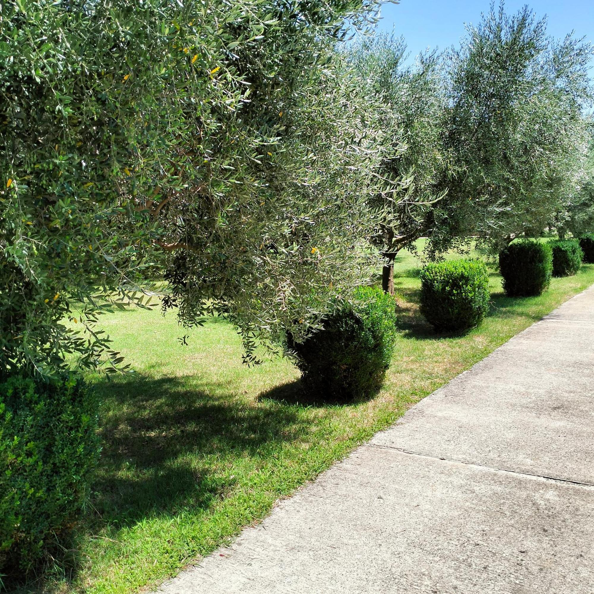 Olive Apartment Подгориця Екстер'єр фото